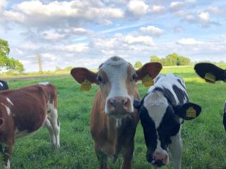 Reetdachlandhaus Wiemershörn - 1