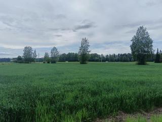 Pielinen - Lieksa - 8