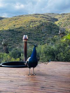 Matilo Cabins Klein Karoo - Calitzdorp - 9