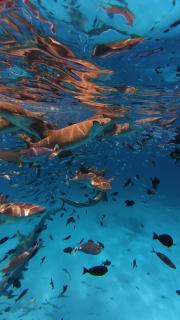 Oceana Boutique by Maldives Fellas - 1