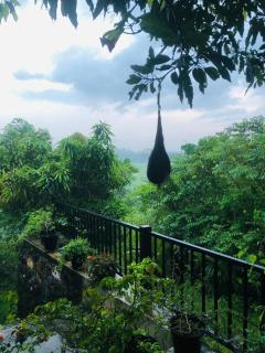 Green Villa - Galle - 5