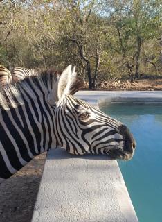 Bush Serenity Studio - Marloth Park - 9