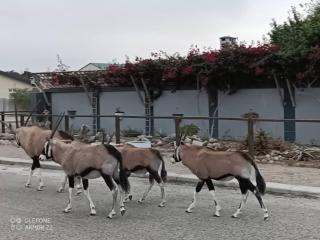 Oryx Guesthouse - Oranjemund - 6