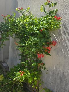 Le Patio des Charentes - Sainte-Lheurine - 2
