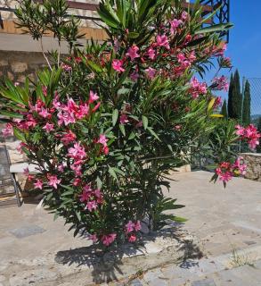 Villa DTS3 - Kaštel - 9