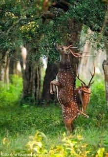 Wilpattu Green Cabin - Achchamulai - 4