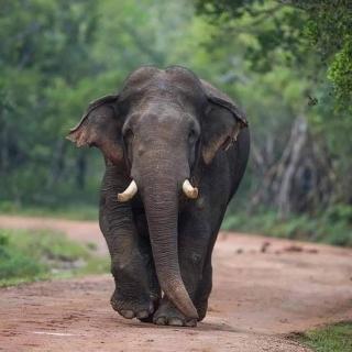 Wilpattu Green Cabin - Achchamulai - 6