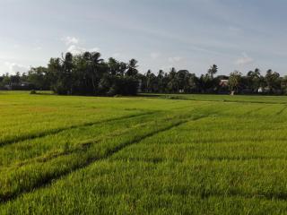 Thisara Guest House - Polonnaruwa - 9