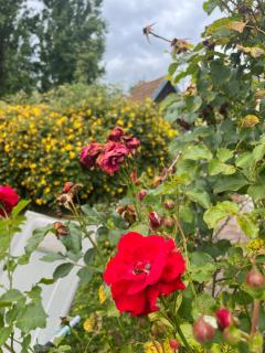 Manoir La Tasserie - Saint-Philbert-des-Champs - 9