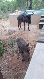 Rock'N Round Marloth - Marloth Park - 4