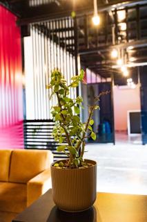 Paintaura Homestay - 7