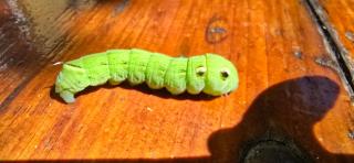 Hostel Casa Cinderella - 8