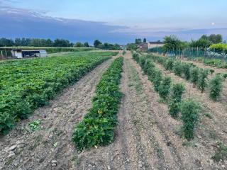 Agriturismo Alla Vigna - San Liberale - 5