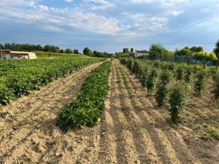 Agriturismo Alla Vigna - 7