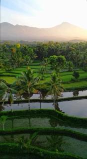 Dopi Rinjani Homestay - Tetebatu - 8