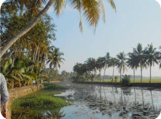 Tedshomestay - Kottayam - 3