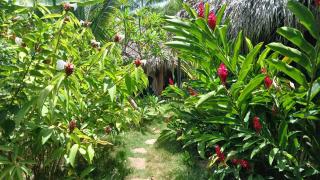 Jungle Hut near Beach - Nature Lovers - 7