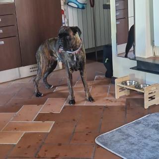 C è posto per te PETFRIENDLY - 8