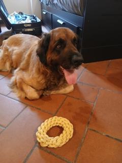 C è posto per te PETFRIENDLY - 7