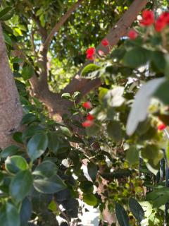 Albi's Guesthouse - Ksamil - 3