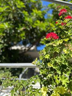 Albi's Guesthouse - Ksamil - 7