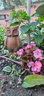 Victoria guest house - 3