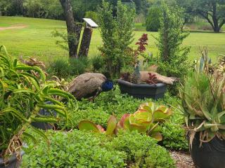 Elmscote Cottages - Cabin 2 - Krugersdorp - 1