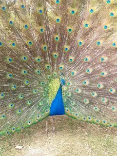 Elmscote Cottages - Cabin 2 - 8