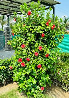 The Trehan 56 Farm - Noida - 5