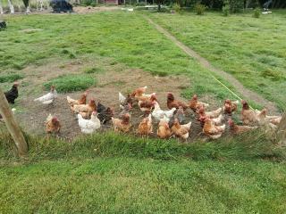 The Free Range Room at The Cracked Hen - Gorey - 4