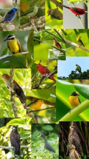Chagres River Lodge - 3