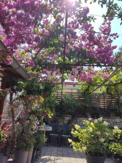 Dalmati house - Brodarica - 9
