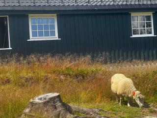 Fjellkos og ro på Budor 4 roms hytte med peis og wifi - Nordset - 7