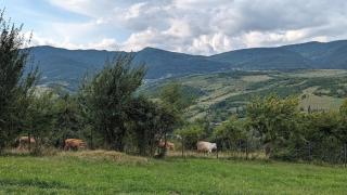 Mountain-View 3BR Wooden Cottage - 9