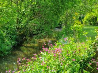 Bluebell - Saint Ewe - 4