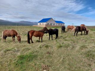 Árbakki-Guesthouse near Egilsstaðir - 0