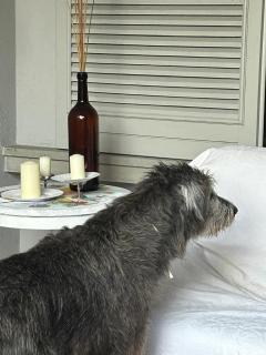 Villa Atlantica B&B - Manerbio - 6