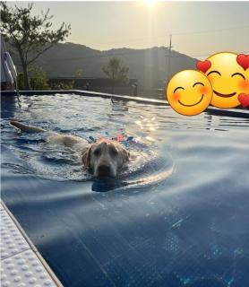 Yeoncheon Jjongi and Mary Pet Friendly Pension - Yeoncheon - 4