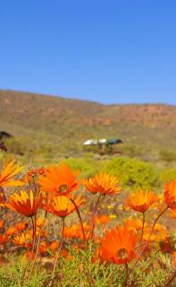 Agama Tented Camp - Garies - 1