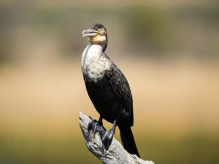 Tlou Tented Safari Camp - Pilanesberg - 1