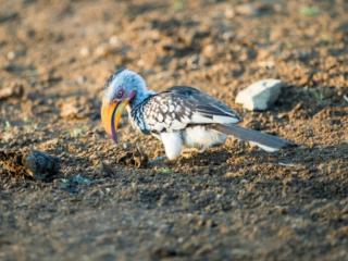 Tlou Tribal Lodge - 1