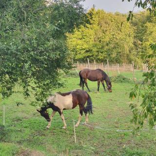 Le Jardin des Bosquets Gite - 1