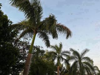 Tracey's homes - Mwanakwerekwe - 5