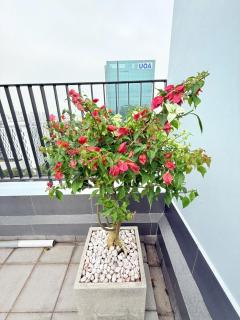 Starhill Serviced Apartment - Ho-Chi-Minh-Stadt - 2