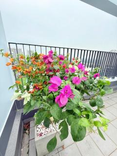 Signature Duplex 4 bedroom Starhill - Free Pick Up - 1