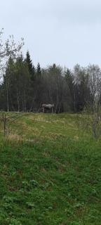 1 Hel Hytte i naturskønt område - - 8