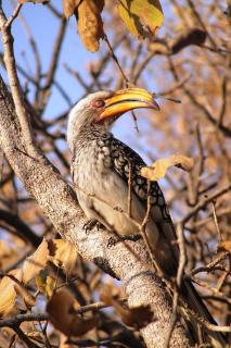 Mabula Game Reserve - Bela-Bela - 7