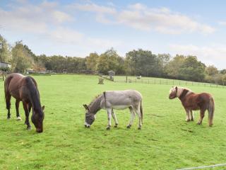 Farmhouse Garden Shepherds Hut - Thursley - 2