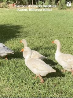 Sarayu Wellness Institute - 4