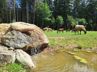 Froschteichhäuschen - Natur und Wellness - 4